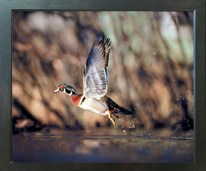 Wild Wood Duck Flying Bird Hunting Animal Wildlife Espresso Wall Decor Picture Framed Art Print (20x24) Wild Wood Duck Flying Bird Hunting Animal Wildlife Espresso Wall Decor Picture Framed Art Print (20x24)