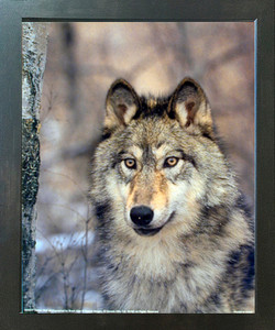 Timber Wolf Wild Eyes Wildlife Animal Picture Espresso Framed Wall Decor Art Print (20x24) Timber Wolf Wild Eyes Wildlife Animal Picture Espresso Framed Wall Decor Art Print (20x24)