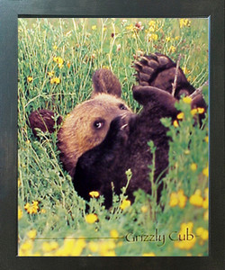 Cute Grizzly Bear Cub Animal Kids Room Wall Decor Espresso Framed Picture Art Print (20x24) Cute Grizzly Bear Cub Animal Kids Room Wall Decor Espresso Framed Picture Art Print (20x24)
