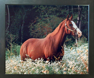 Caspian Horse in Daisy Field Wildlife Animal Wall Espresso Framed Picture Art Print (20x24) Caspian Horse in Daisy Field Wildlife Animal Wall Espresso Framed Picture Art Print (20x24)