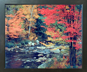 Red Trees in Forest with Stream Scenery Wall Decor Espresso Framed Picture Art Print (20x24) Red Trees in Forest with Stream Scenery Wall Decor Espresso Framed Picture Art Print (20x24)