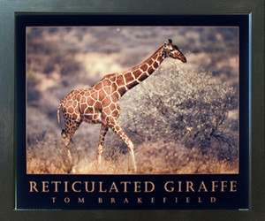 Reticulated Giraffe Wildlife Jungle Wall Decor Espresso Animal Framed Art Print Poster (20x24) Reticulated Giraffe Wildlife Jungle Wall Decor Espresso Animal Framed Art Print Poster (20x24)