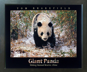 Giant Panda in the Snow Bamboo Wildlife Wall Decor Espresso Framed Picture Art Print (20x24) Giant Panda in the Snow Bamboo Wildlife Wall Decor Espresso Framed Picture Art Print (20x24)