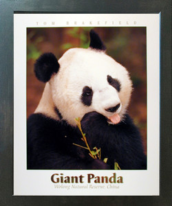 Giant Panda Bear Animal Bamboo Wildlife Wall Decor Espresso Framed Picture Art Print (20x24) Giant Panda Bear Animal Bamboo Wildlife Wall Decor Espresso Framed Picture Art Print (20x24)