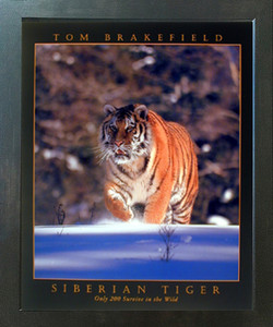 Siberian Tiger in Snow Wildlife Animal Espresso Framed Picture Art Print (20x24) Siberian Tiger in Snow Wildlife Animal Espresso Framed Picture Art Print (20x24)