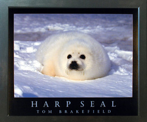 Cute Harp Seal in Snow Wild Animal Wall Decor Espresso Framed Picture Art Print (20x24) Cute Harp Seal in Snow Wild Animal Wall Decor Espresso Framed Picture Art Print (20x24)
