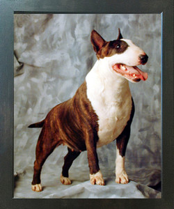 English Bull Terrier Dog Animal Picture Espresso Framed Wall Decor Art Print (20x24) English Bull Terrier Dog Animal Picture Espresso Framed Wall Decor Art Print (20x24)
