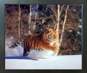 Siberian Tiger Running in Snow Brakefield Wildlife Espresso Framed Wall Decor Picture Art Print (20x24) Siberian Tiger Running in Snow Brakefield Wildlife Espresso Framed Wall Decor Picture Art Print (20x24)