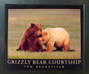 Grizzly Bear Courtship Wildlife Animal Wall Decor Espresso Framed Picture Art Print (20x24) Grizzly Bear Courtship Wildlife Animal Wall Decor Espresso Framed Picture Art Print (20x24)