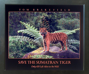 Smatran Tiger Roaring Wildlife Animal Wall Decor Espresso Framed Picture Art Print (20x24) Smatran Tiger Roaring Wildlife Animal Wall Decor Espresso Framed Picture Art Print (20x24)
