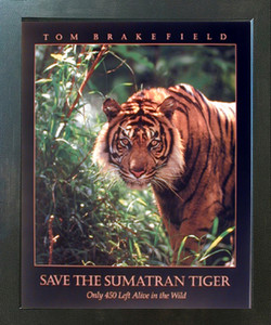 Save the Smatran Tiger Panthera Wildlife Animal Espresso Framed Picture Art Print (20x24) Save the Smatran Tiger Panthera Wildlife Animal Espresso Framed Picture Art Print (20x24)