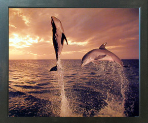 Freedom Dance Dolphin Animal Wall Decor Picture Espresso Framed Art Print (20x24) Freedom Dance Dolphin Animal Wall Decor Picture Espresso Framed Art Print (20x24)