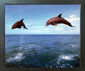 Bottlenose Dolphin (In Air) Ocean Sea Underwater Animal Wall Decor Espresso Framed Picture Art Print (20x24) Bottlenose Dolphin (In Air) Ocean Sea Underwater Animal Wall Decor Espresso Framed Picture Art Print (20x24)