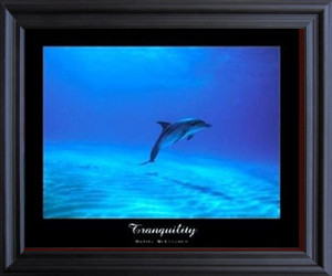 Tranquility Dolphin Underwater Ocean Animal Wall Decor Picture Black Framed Art Print Poster (19x23) Tranquility Dolphin Underwater Ocean Animal Wall Decor Picture Black Framed Art Print Poster (19x23)