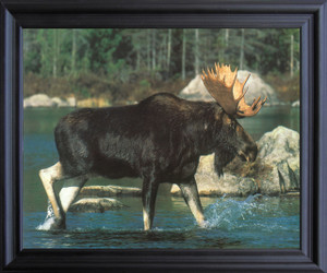 Alaskan Wild Moose Big Rack Crossing Lake Animal Wall Decor Black Framed Art Print Poster (19x23) Alaskan Wild Moose Big Rack Crossing Lake Animal Wall Decor Black Framed Art Print Poster (19x23)