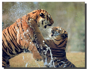 Tigers Fighting in the River Wildlife Animal Wall Decor Art Print Poster (16x20) Tigers Fighting in the River Wildlife Animal Wall Decor Art Print Poster (16x20)