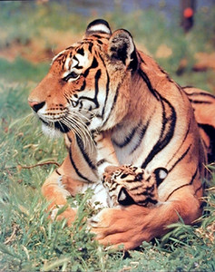 Bengal Tiger and Cub Wildlife Animal Wall Decor Art Print Poster (16x20)
