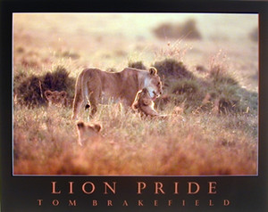 Lion Pride & Cubs Wild African Animal Art Print Wall Decor Poster (16x20)
