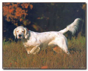 English Setter Dog Animal Wall Decor Art Print Poster (16x20) English Setter Dog Animal Wall Decor Art Print Poster (16x20)