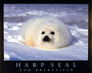 Cute Harp Seal in Snow Wild Animal Wall Decor Art Print Poster (16x20)