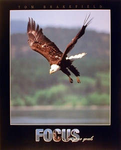 Diving Hunting, Bald Eagle Focus on Your Goals, Bird Animal Wall Decor Art Print Poster (16x20)