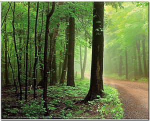 Door Bluff County Park Wisconsin Forest Paths Tree Scenery Wall Decor Art Print Poster (8x10) Door Bluff County Park Wisconsin Forest Paths Tree Scenery Wall Decor Art Print Poster (8x10)