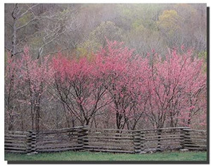 Redbud Tree Grove in Bloom Natchez Trace Parkway Landscape Wall Decor Art Print Picture (8x10) Redbud Tree Grove in Bloom Natchez Trace Parkway Landscape Wall Decor Art Print Picture (8x10)