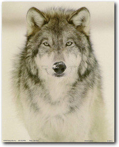 Gray Wolf Wild Animal Wall Decor Art Print Poster (8x10)