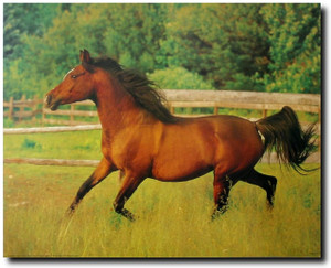 Running Arabian Mare Horse Wild Animal Wall Decor Picture Art Print (8x10) Running Arabian Mare Horse Wild Animal Wall Decor Picture Art Print (8x10)