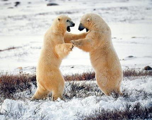Polar Bears Fighting in Snow Wildlife Animal Wall Decor Picture Art Print (8x10) Polar Bears Fighting in Snow Wildlife Animal Wall Decor Picture Art Print (8x10)