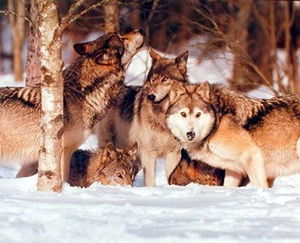 Gray Wolves in Pack Wildlife Animal Wall Decor Picture Art Print (8x10) Gray Wolves in Pack Wildlife Animal Wall Decor Picture Art Print (8x10)