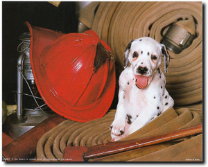 Dalmatian Dog with Red Hat Pet Animal Wall Decor Art Print Picture (8x10) Dalmatian Dog with Red Hat Pet Animal Wall Decor Art Print Picture (8x10)