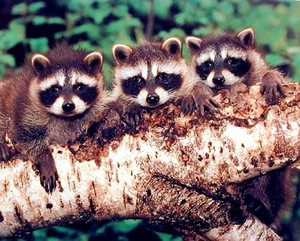 Three Raccoons Sitting On The Tree Wildlife Animal Kids Room Picture Wall Decor Art Print (8x10) Three Raccoons Sitting On The Tree Wildlife Animal Kids Room Picture Wall Decor Art Print (8x10)