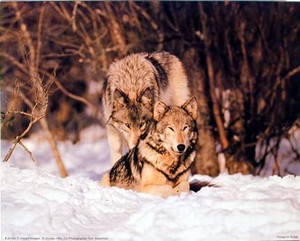 Wild Wolf Pair in Snow Wildlife Animal Nature Art Print Picture (8x10) Wild Wolf Pair in Snow Wildlife Animal Nature Art Print Picture (8x10)