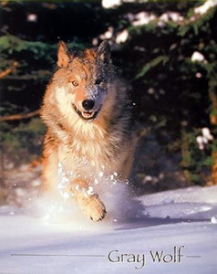 Wild Gray Wolf Running in Snow Animal Wall Decor Picture Art Print (8x10) Wild Gray Wolf Running in Snow Animal Wall Decor Picture Art Print (8x10)