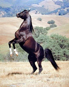 Stallion Black Rearing Horse Wild Animal Wall Decor Art Print Picture (8x10) Stallion Black Rearing Horse Wild Animal Wall Decor Art Print Picture (8x10)