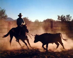 Western Cowboy on Cutting Wild Horse Animal Wall Espresso Framed Picture Art Print (16x20) Western Cowboy on Cutting Wild Horse Animal Wall Espresso Framed Picture Art Print (16x20)