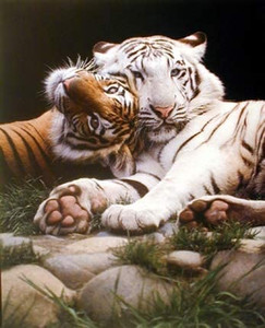 White and Yellow Bengal Tiger Wildlife Animal Wall Decor Art Print Poster (16x20) White and Yellow Bengal Tiger Wildlife Animal Wall Decor Art Print Poster (16x20)