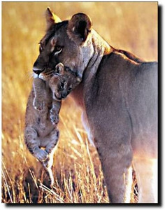 Big Cat Wall Decor Wildlife Lion and Cub Animal Art Print Poster (16x20) Big Cat Wall Decor Wildlife Lion and Cub Animal Art Print Poster (16x20)