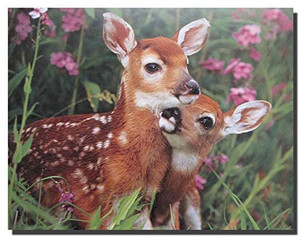 Whitetail Mule Deer Fawn Wall Decor Art Print Poster (16x20)