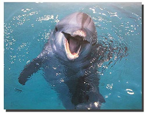 Dolphin Underwater Ocean Animal Wall Decor Art Print Poster (16x20) Dolphin Underwater Ocean Animal Wall Decor Art Print Poster (16x20)