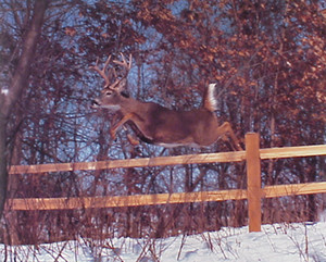 Wildlife Animal Whitetail Deer Jumping Fence Wall Decor Art Print Poster (16x20) Wildlife Animal Whitetail Deer Jumping Fence Wall Decor Art Print Poster (16x20)