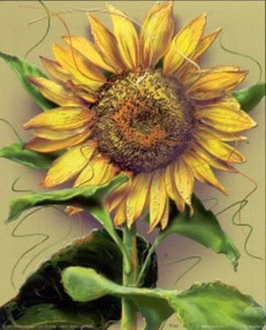 Picture Wall Decoration Sunflower Flower Floral Art Print Poster (24x36)  Picture Wall Decoration Sunflower Flower Floral Art Print Poster (24x36)