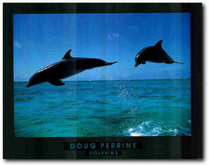 Wall Decor Doug Perrine Dolphin Jumping Ocean Picture Art Print Poster (22x28) Wall Decor Doug Perrine Dolphin Jumping Ocean Picture Art Print Poster (22x28)