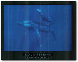 Picture Wall Decoration Humpback Whale Ocean Animal Art Print Poster (22x28)  Picture Wall Decoration Humpback Whale Ocean Animal Art Print Poster (22x28)
