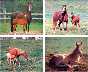 Wall Decor - Arabian Mare Horse Wildlife Farm Animal 16x20 Four Set Art Print Poster Wall Decor - Arabian Mare Horse Wildlife Farm Animal 16x20 Four Set Art Print Poster