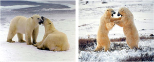 Wall Decor - Pair of Polar Bears Playing In The Snow Fighting Wildlife Animal Picture 16x20 Two Set Art Print Poster Wall Decor - Pair of Polar Bears Playing In The Snow Fighting Wildlife Animal Picture 16x20 Two Set Art Print Poster