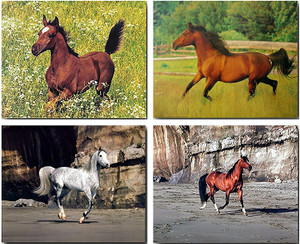 Running Arabian Horse on Beach Farm Animal 16x20 Four Set Wildlife Wall Decor Art Print Poster Running Arabian Horse on Beach Farm Animal 16x20 Four Set Wildlife Wall Decor Art Print Poster