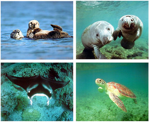 Underwater Animal Turtle Wall Decor Sea Otter Ocean Pictures Manta Ray 16x20 Four Set Art Print Poster Underwater Animal Turtle Wall Decor Sea Otter Ocean Pictures Manta Ray 16x20 Four Set Art Print Poster