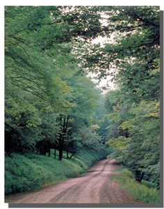 Forest Road Poster Forest Road Poster